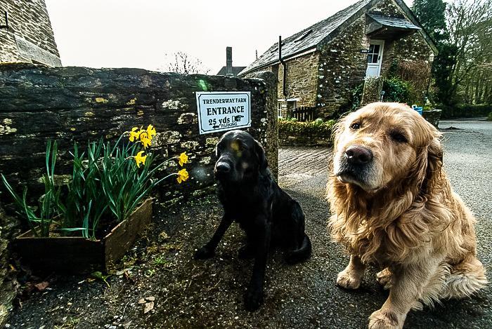 Trenderway Farm Bed and Breakfast Looe Exterior foto